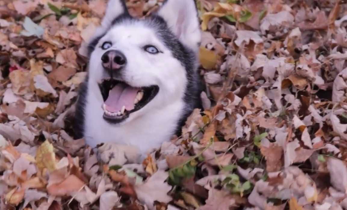 Animals-Dog-Husky-Leaves Funny Fall Animal Memes Husky Giving A You Know You Want To Look