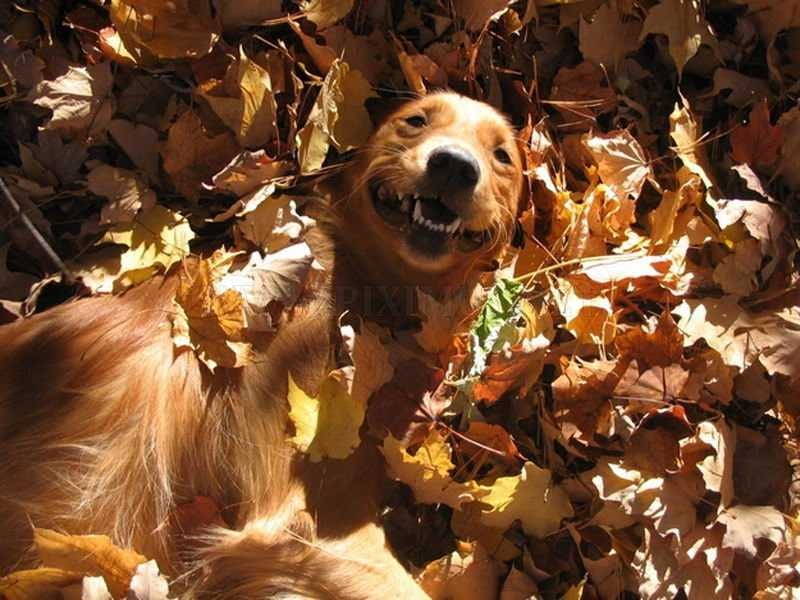 Animals-Dog-Play Funny Fall Animal Pictures Dog Finding It Funny To Be Lying In Leaves