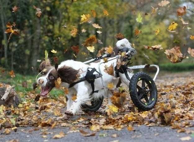 Animals-Dog-Wheelchair-Leaves Funny Fall Animal Memes Dog Attacking Falling Leaves