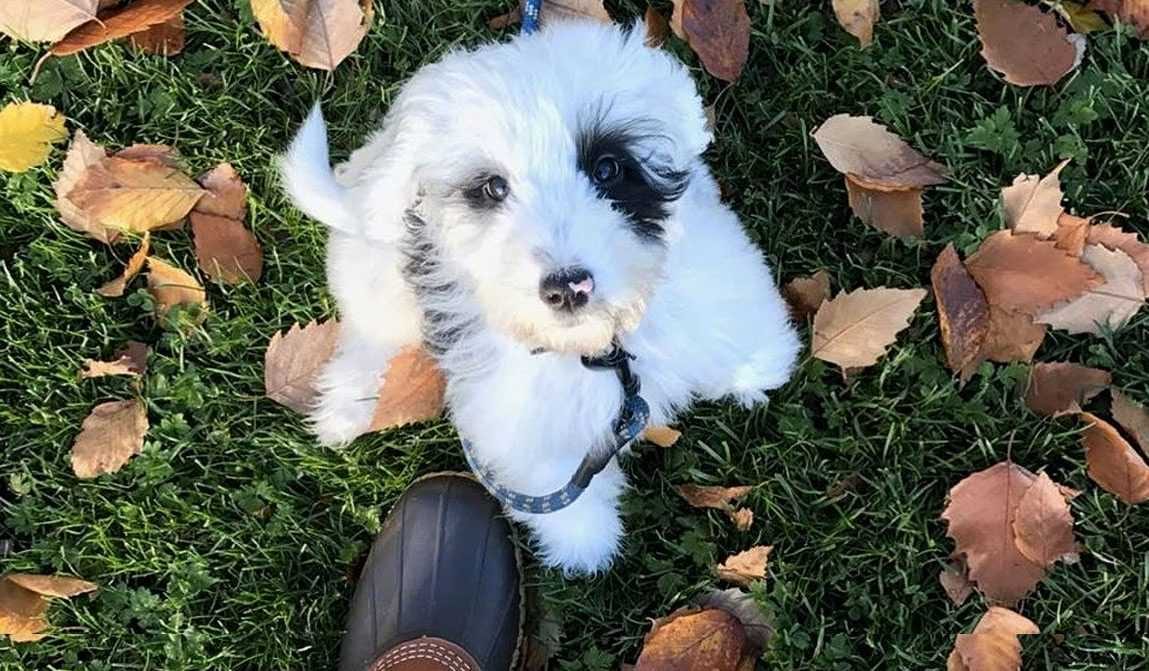 Animals-Dogs-Cute-In-Leaves Funny Fall Animal Images Dog Looking Up At Tree Wondering If There Are More Leaves Coming