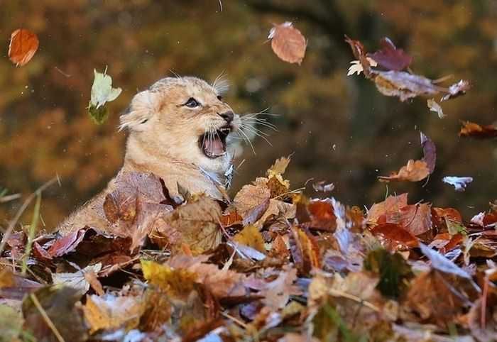 Animals-Leaves-Lion-Cub Funny Fall Animal Pictures This Lion Cub Is Learning To Repel Attacks From Above