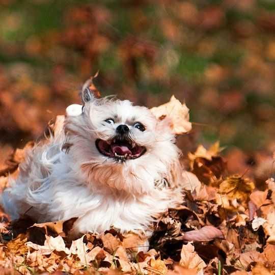 Animals-Omg-Leaves Cute Fall Animal Images Picture Definition Of Excitement