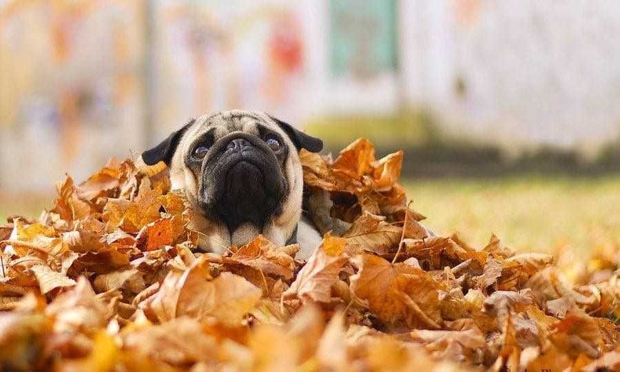 Animals-Pug-Puppies Cute Fall Animals Wallpaper Leaf Diving Dog