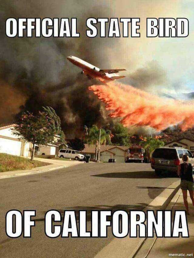 Cali-State-Bird Cali State Bird