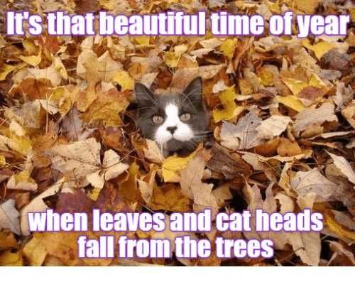 Cat-Fall-From-Trees Funny Fall Animal Images 1