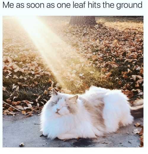 Cat-Leaf-Hits Funny Animal Memes 1