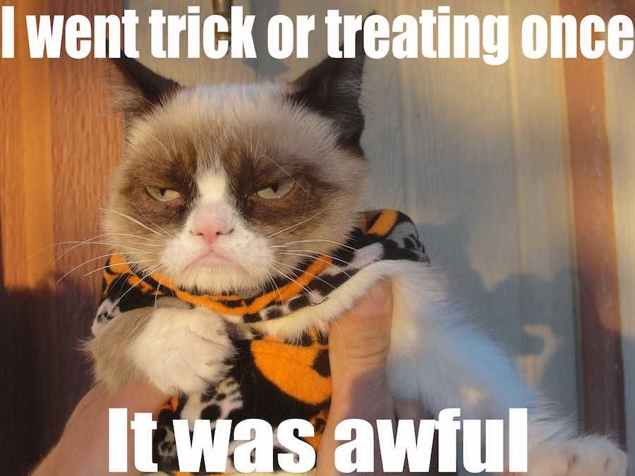 Cat-Trick-Or-Treat Funny Fall Animal Memes 1