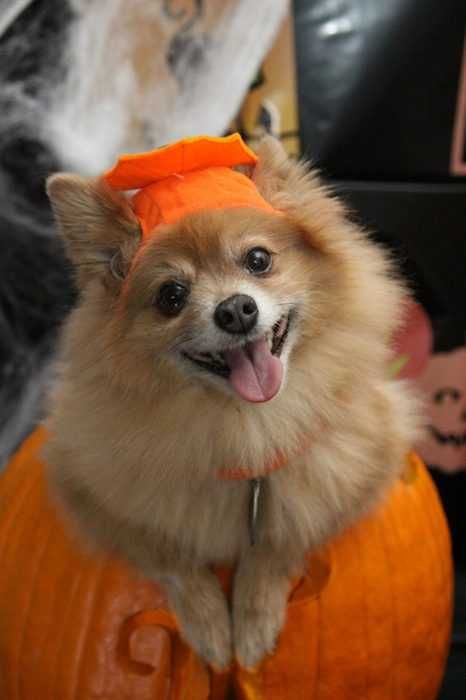 Dog-714861_1920 Fall Activities For Preschooler Virtual Costume Party