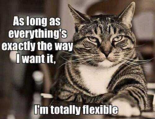 Funny-As-Long-Flexible Cat With Serious Expression