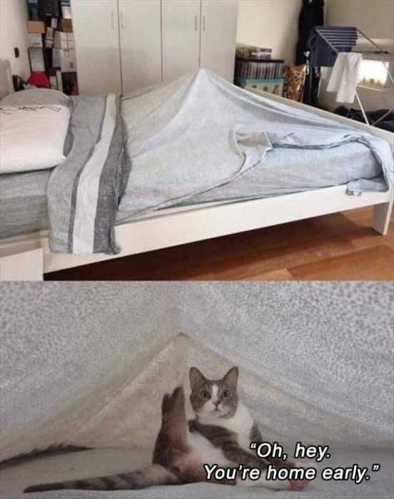 Funny-Cat-Tent Cat Made A Tent Out Of Blanket