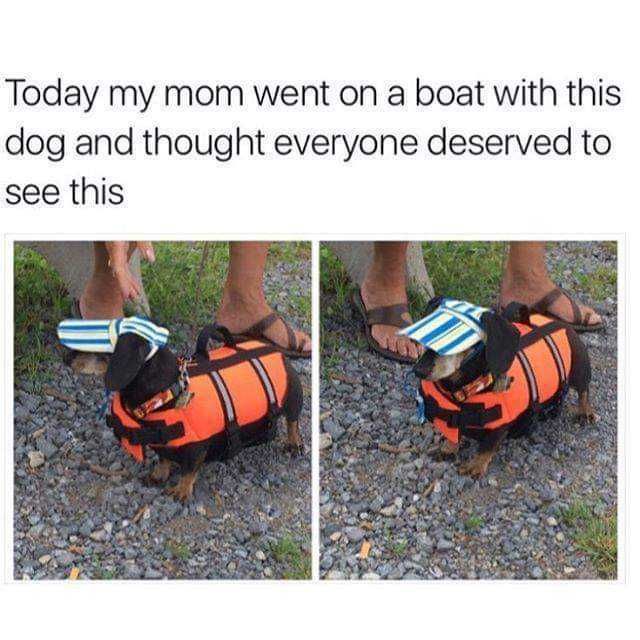 Funny-Dog-Lifevest Dog Perfectly Dressed For A Boat Trip