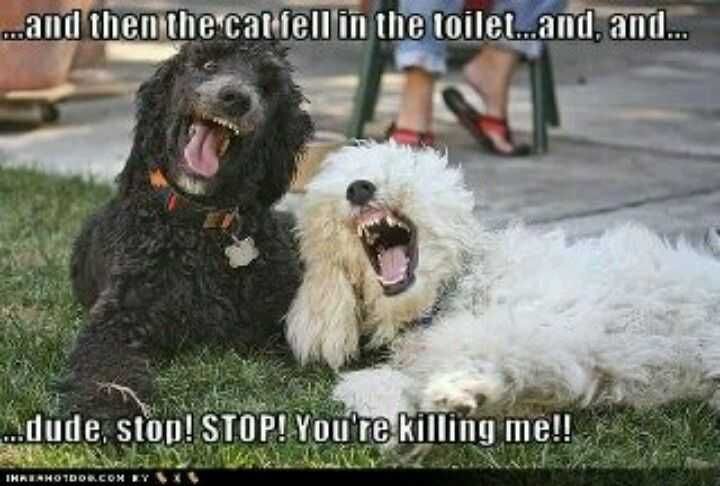 Funny-Dog-Toilet Funny Cats And Dogs Two Dogs Sharing A Cat Joke