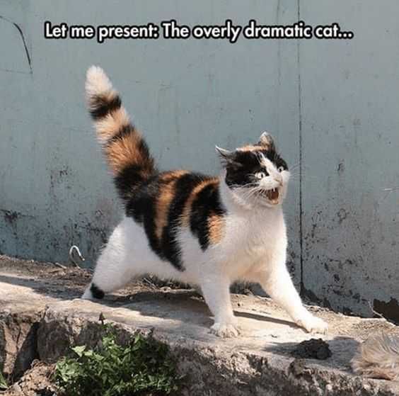 Funny-Dramatic-Cat Cat Looking Scared And Shocked