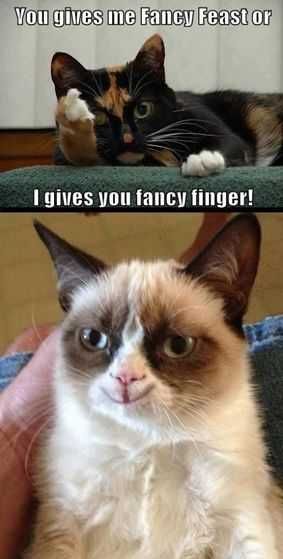 Funny-Fancy-Finer Cat Giving The Finger