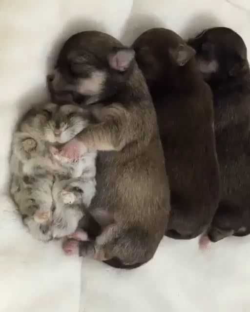 Funny-Hamster-Puppies Cutest Animal Pictures Puppies And Hamster