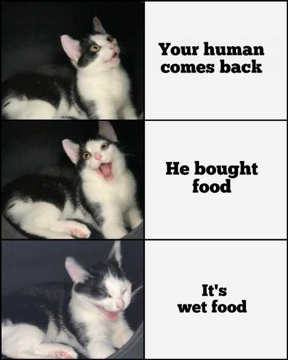 Funny-Human-Comes-Back Cat Happy About Wet Food