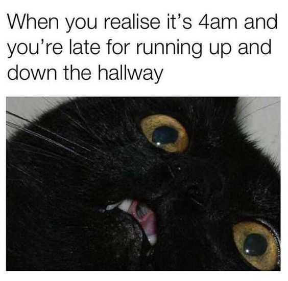 Funny-Late-Running-Hallway Black Cat With Horrid Expression After Realizing It'S Overslept
