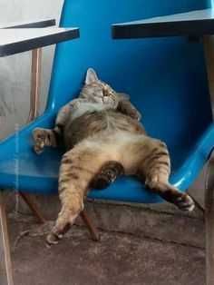 Funny-Lazy-Cat-Blue-Chair Cutest Animal Pictures Cat