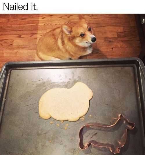 Funny-Nailed-It Animal Cookie Says It All
