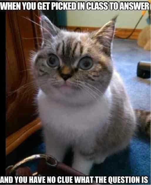 Funny-No-Idea-Question Cat With A Blank Expression On Face