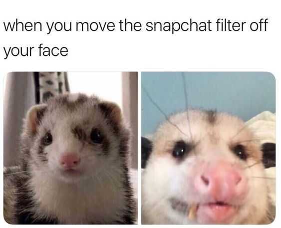 Funny-Possum-Snapchat Snap Chat Filter Fail