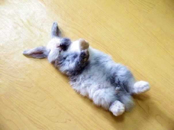 Lazy-Bunny Cutest Animal Pictures Rabbit