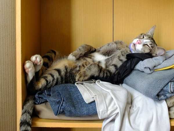 Lazy-Cat-Closet Cutest Animal Pictures Closet Cat
