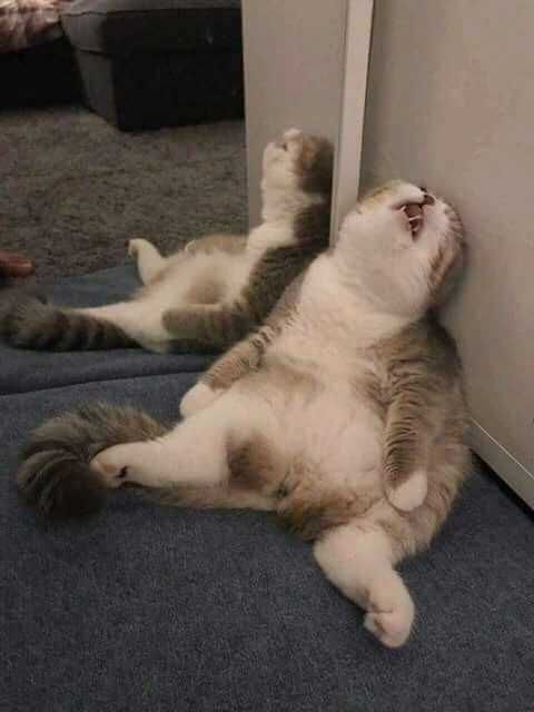 Lazy-Cat-Sleep Cutest Animal Pictures Fat Cat