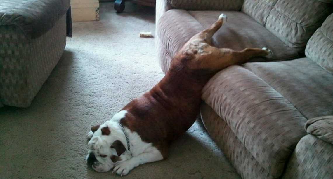 Lazy-Dog-Couch Cutest Animal Pictures Bulldog