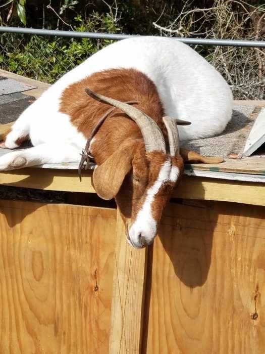 Lazy-Goat Cutest Animal Pictures Goat