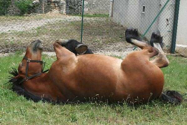 Lazy-Horse Cutest Animal Pictures Horse