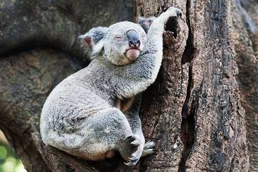 Lazy-Koala Cutest Animal Pictures Koala