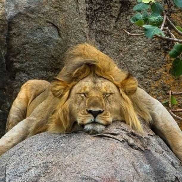 Lazy-Lion Cutest Animal Pictures Lion