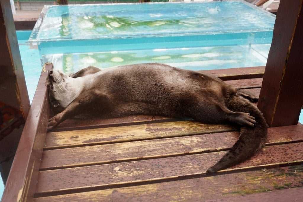 Lazy-Otter- Cutest Animal Pictures Otter