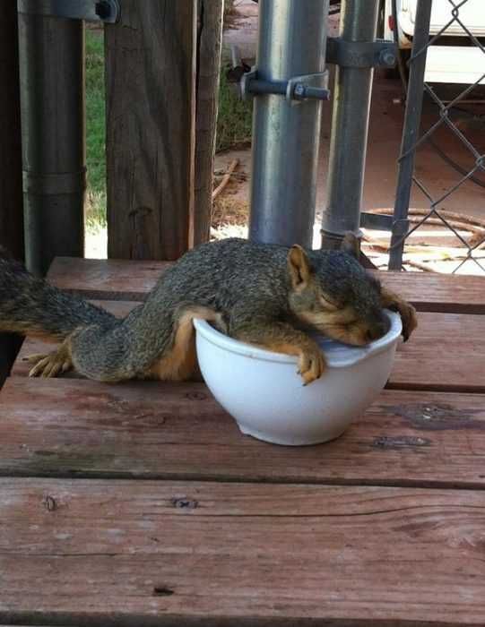 Lazy-Squirrel-Bowl Cutest Animal Pictures Squirrel