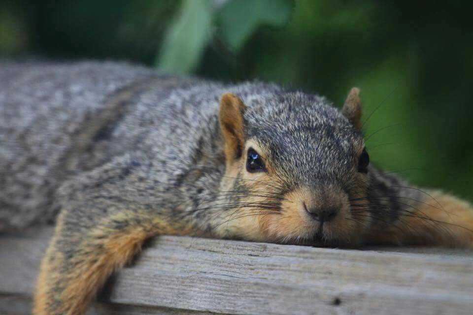 Lazy-Squirrel Cutest Animal Pictures Chipmunk