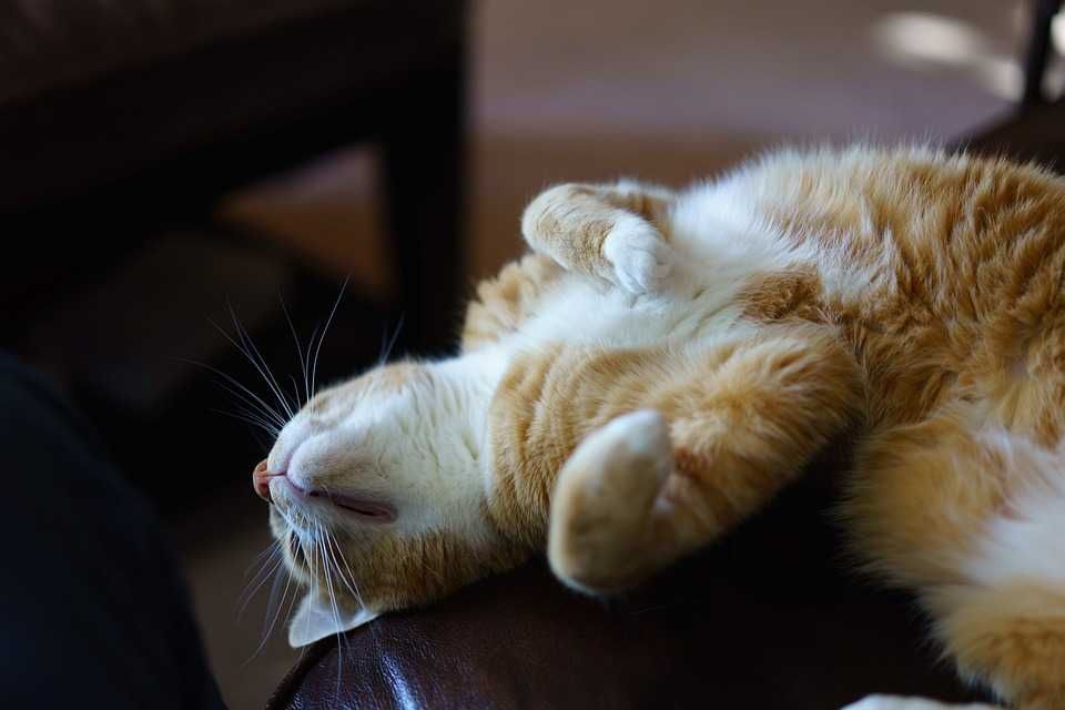 Lazy-Upside-Down-Cat Cutest Animal Pictures Cat On Chair