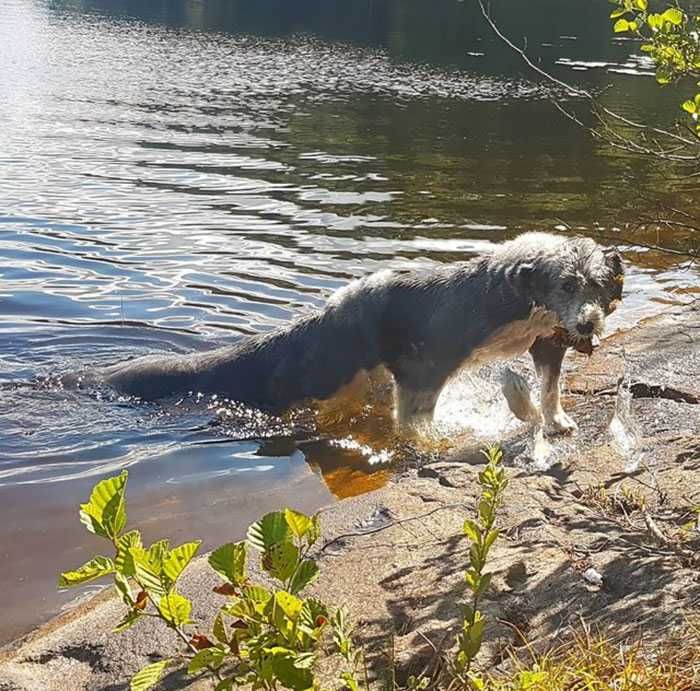 Pano-Animal-Water Animal Picture Fail The Dog Seal