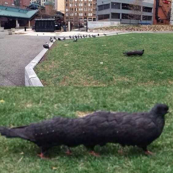 Pano-Bird 10 Legged Pigeon Animal Picture Fail