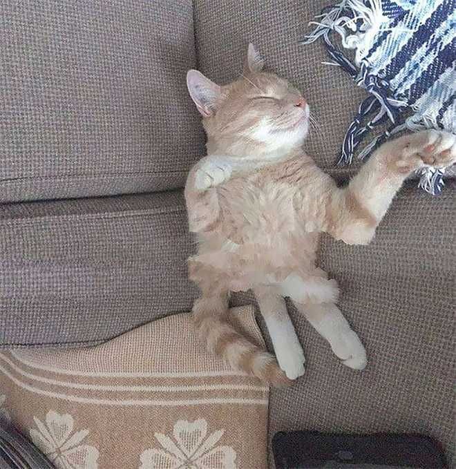 Pano-Cat-Cuddle Animal Picture Fails Shrunken Cat