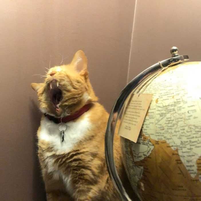 Pano-Cat-Gloe Animal Picture Fail Mouth Alien From Starwars