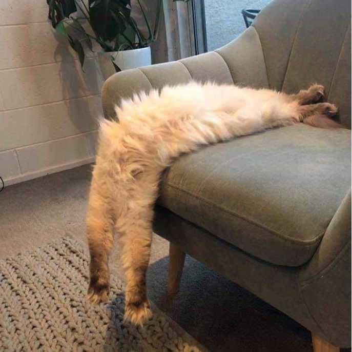 Pano-Cat-Streth Animal Picture Fails All Legs