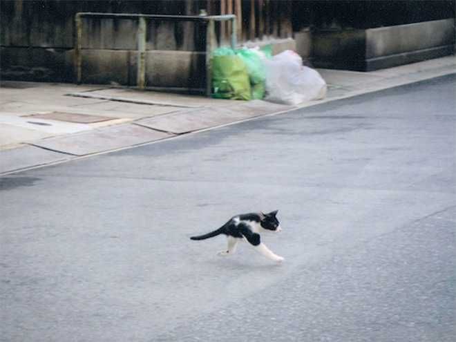 Pano-Cat-Walk Animal Picture Fails Two Legged Cat