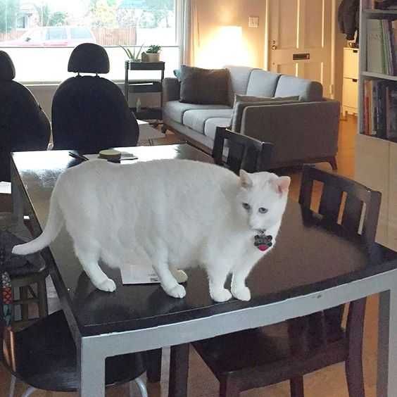 Pano-Cat-White 6 Legged Cat Animal Picture Fails