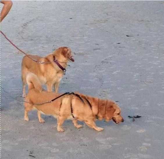 Pano-Dog-2Golden Animal Picture Fails 6 Legged Dog