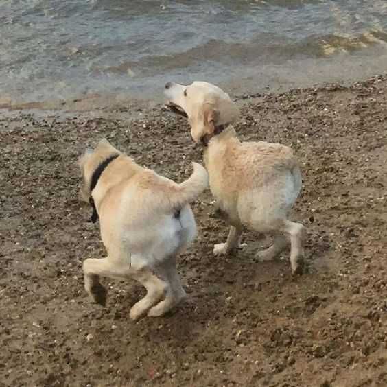 Pano-Dog-Golden Animal Picture Fail 2 Part Dog