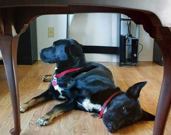 Pano-Dog-Lay Two Headed Dog Animal Picture Fails