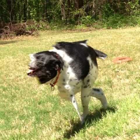 Pano-Dog-Scary Animal Picture Fail 3 Legged Faceless Dog
