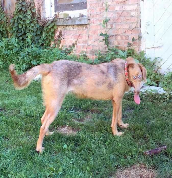 Pano-Dog-Tongue Animal Picture Fail Beady Eyed Skinny Face Dog