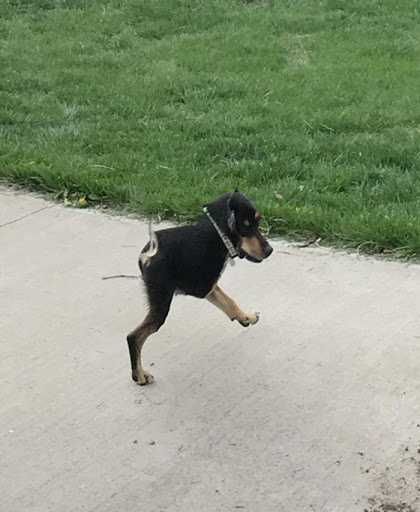 Pano-Dog-Walk Animal Picture Fail Another Two Legged Dog